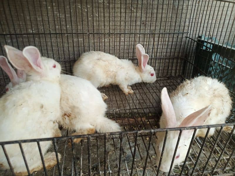 Breeder rabbits and bunnys for sale 3