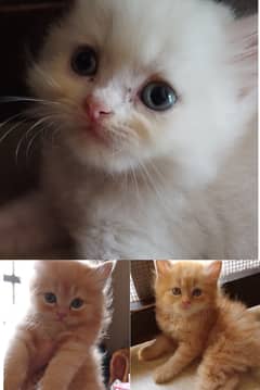 Dhamakdar offer on Pure Persian kittens