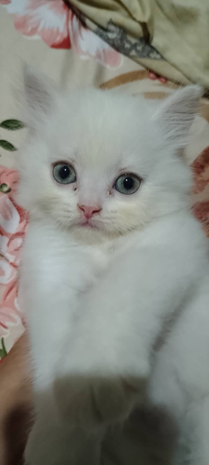 Dhamakdar offer on Pure Persian kittens 1