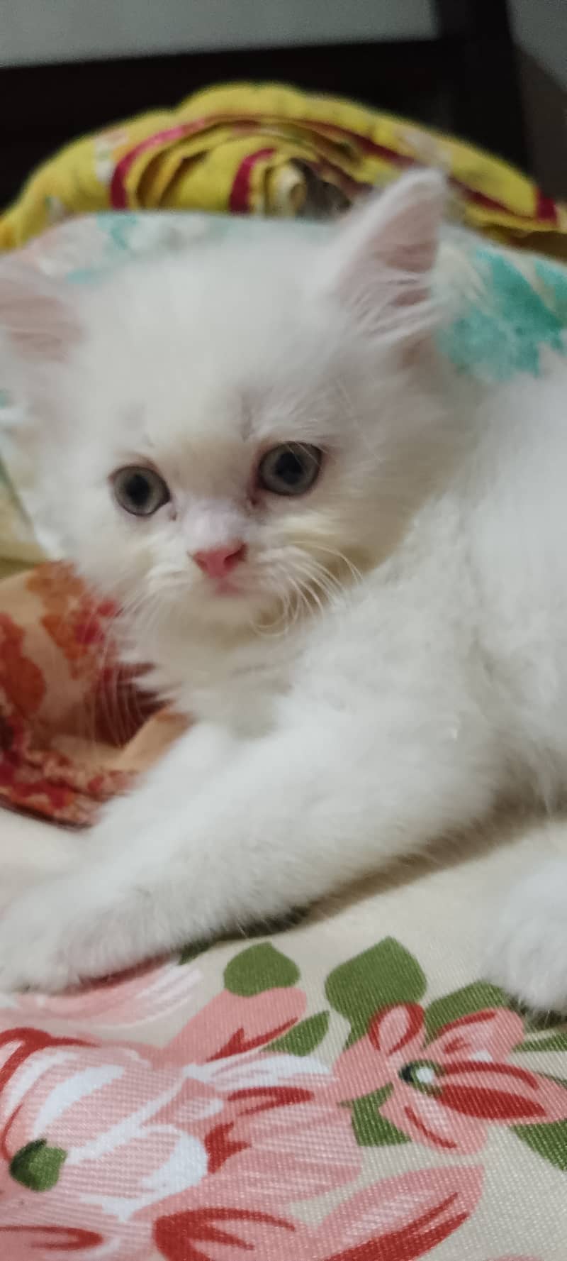 Dhamakdar offer on Pure Persian kittens 2