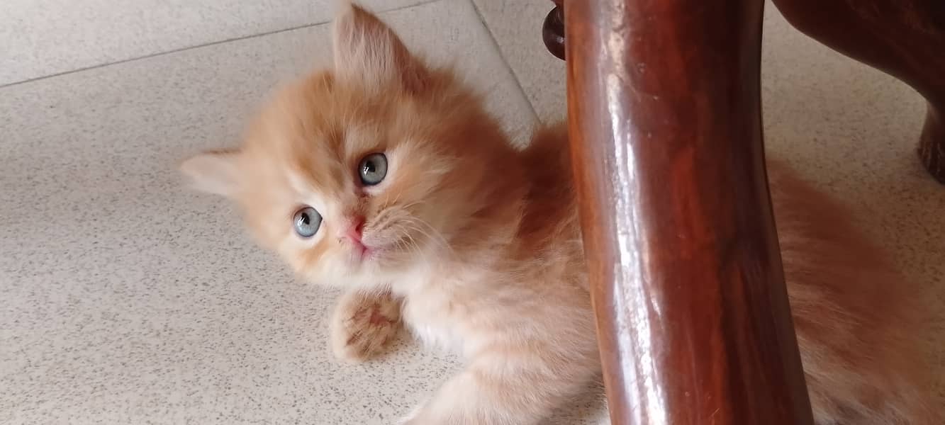 Dhamakdar offer on Pure Persian kittens 10