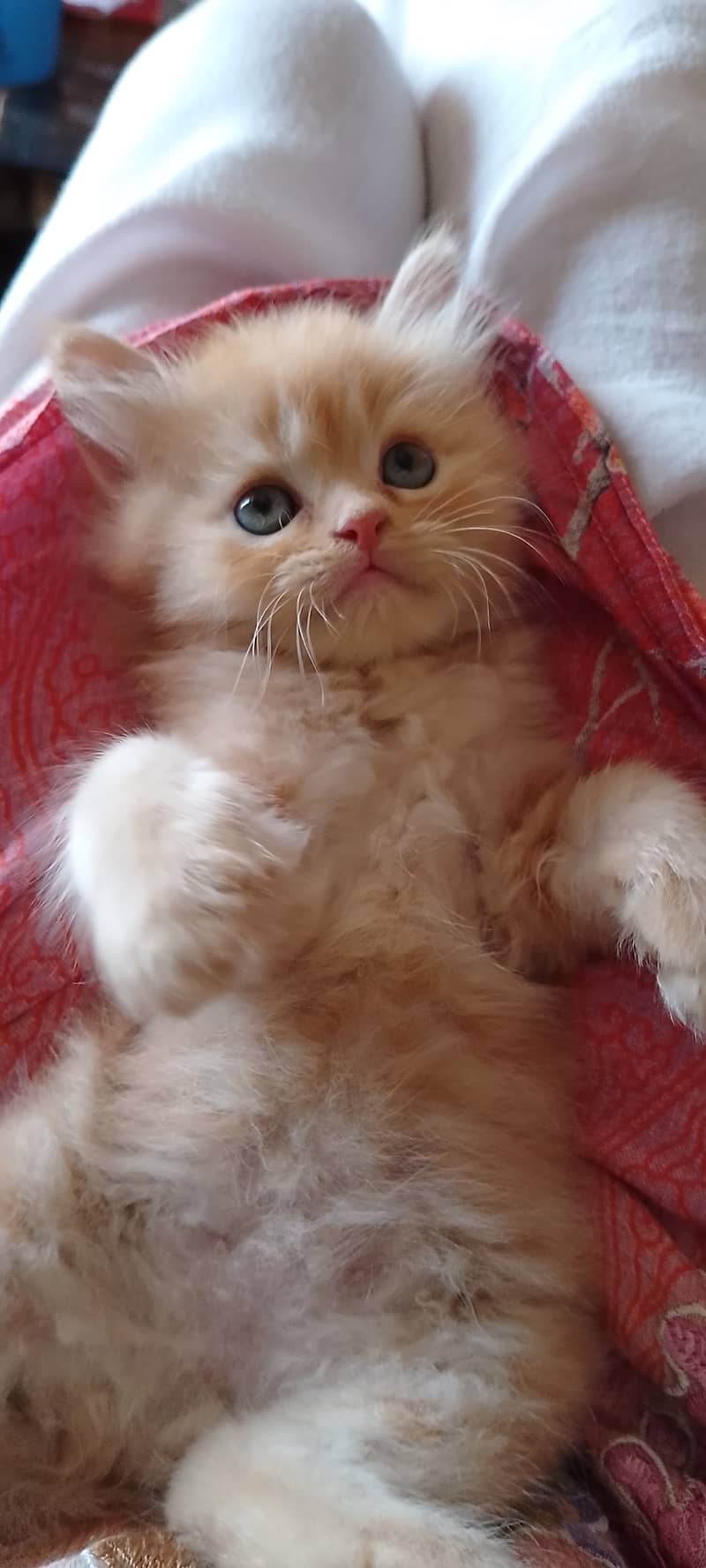 Dhamakdar offer on Pure Persian kittens 13
