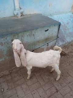 One goat two7 month chaild pure gulabo nasal k.