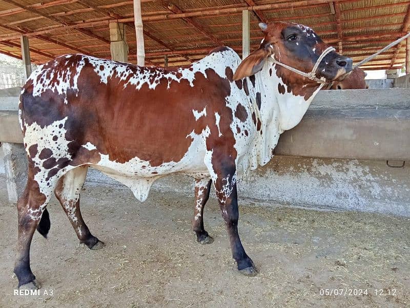 Best Qurbani Bulls | Cow | Bachia | Janwar | sahiwal cow | Desi cow 12