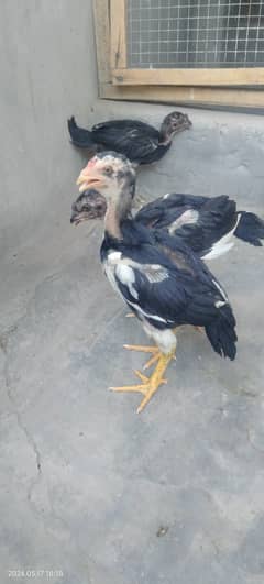 Black Shamo Chicks Age 2 Month for sale per piece 5 Hazar ka