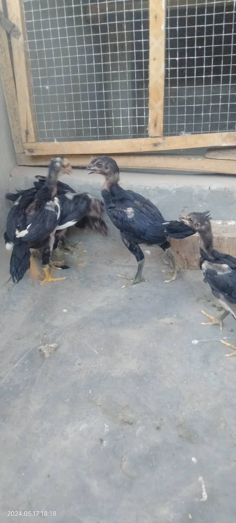 Black Shamo Chicks Age 2 Month for sale per piece 5 Hazar ka 1