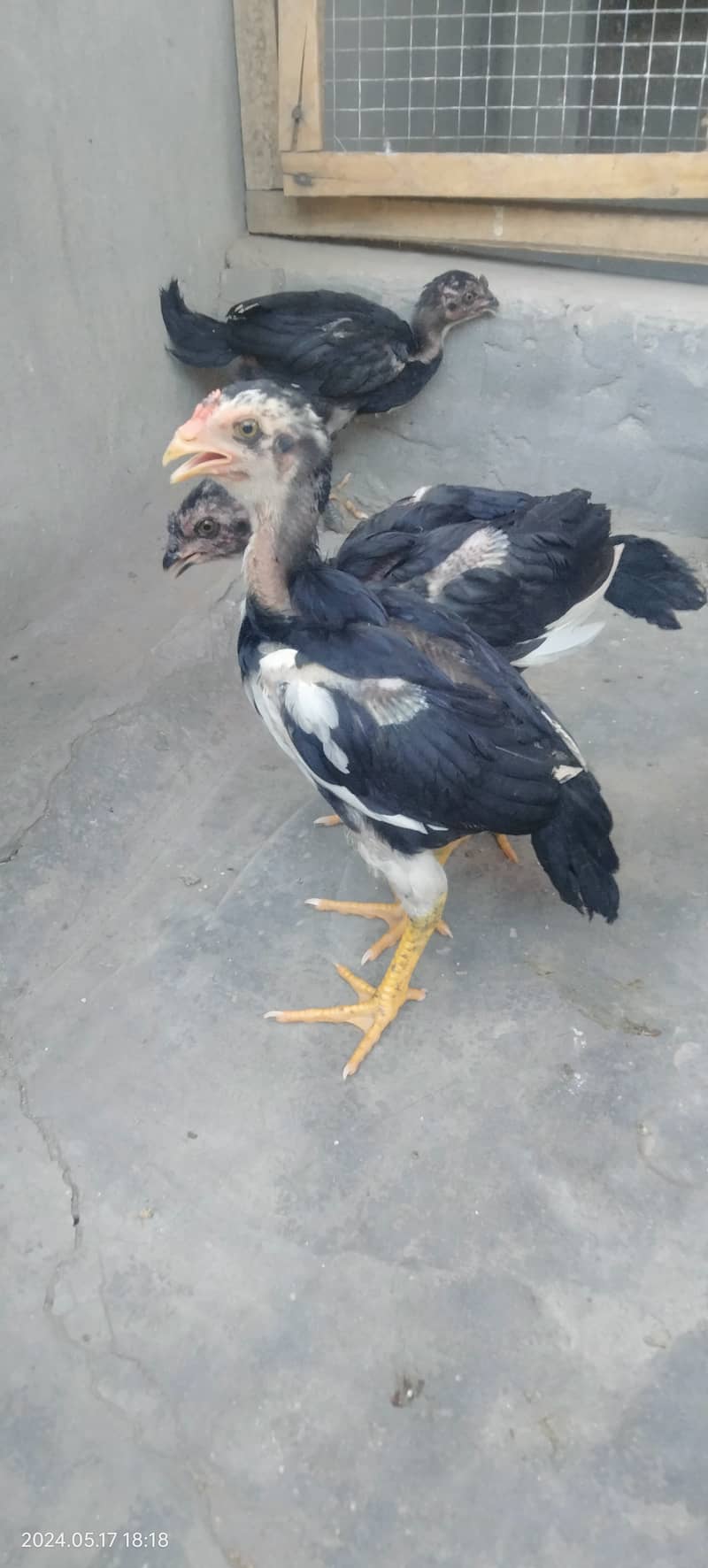 Black Shamo Chicks Age 2 Month for sale per piece 5 Hazar ka 2