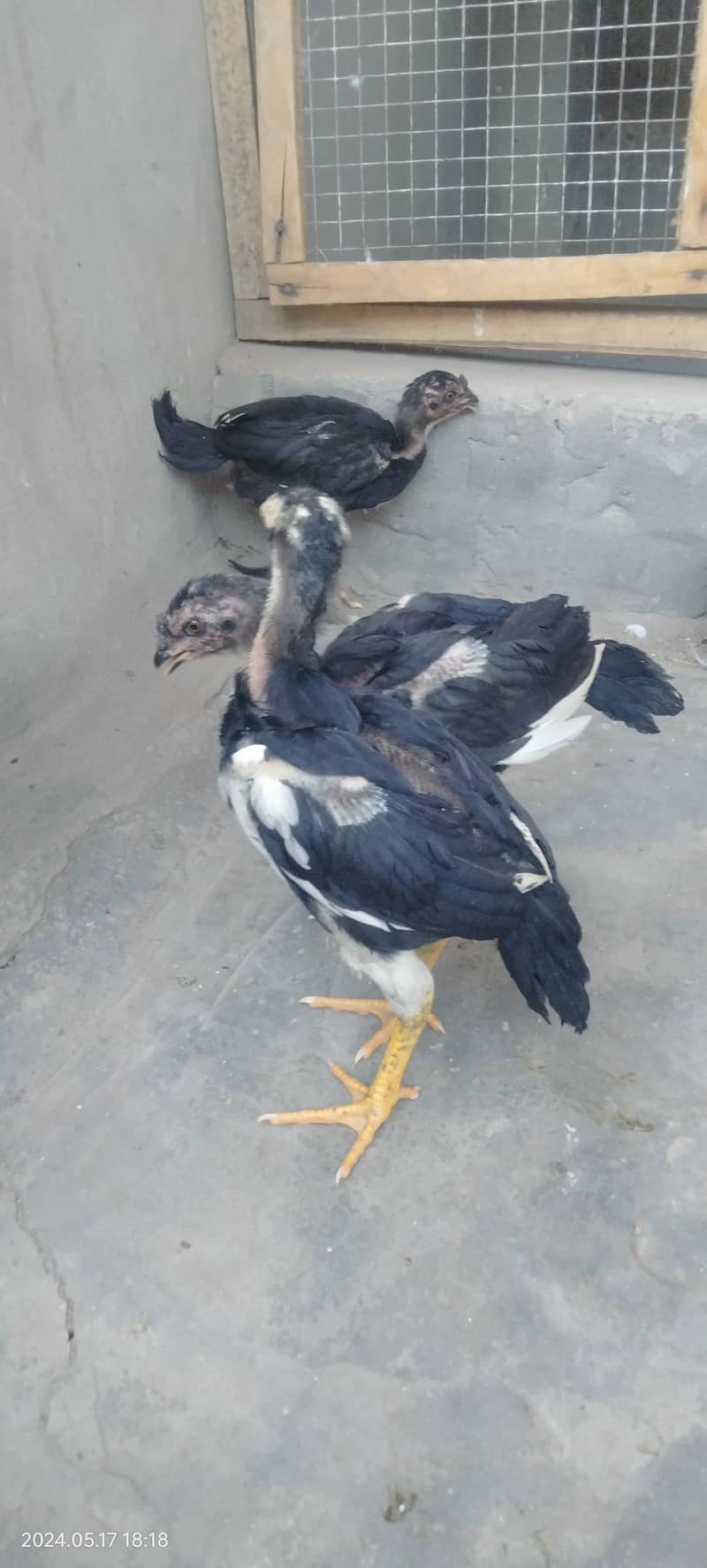 Black Shamo Chicks Age 2 Month for sale per piece 5 Hazar ka 3