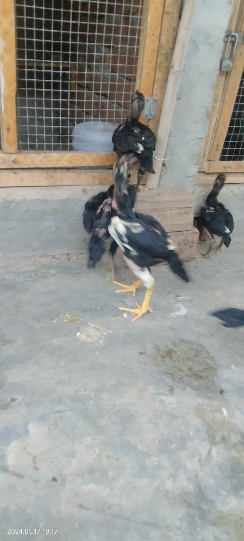 Black Shamo Chicks Age 2 Month for sale per piece 5 Hazar ka 4