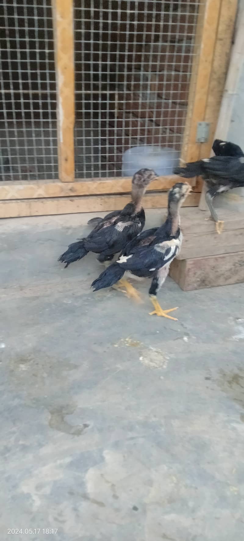 Black Shamo Chicks Age 2 Month for sale per piece 5 Hazar ka 5