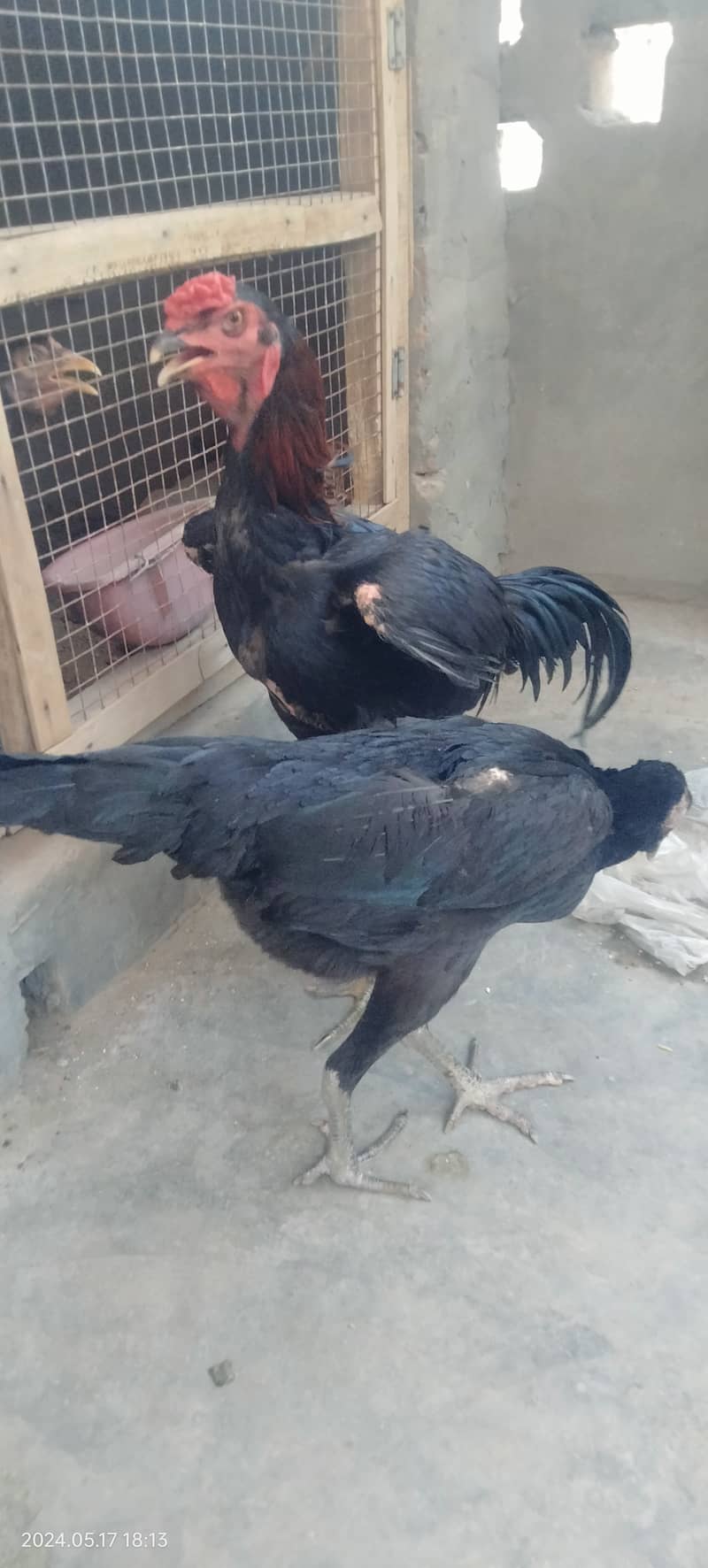 Black Shamo Chicks Age 2 Month for sale per piece 5 Hazar ka 6