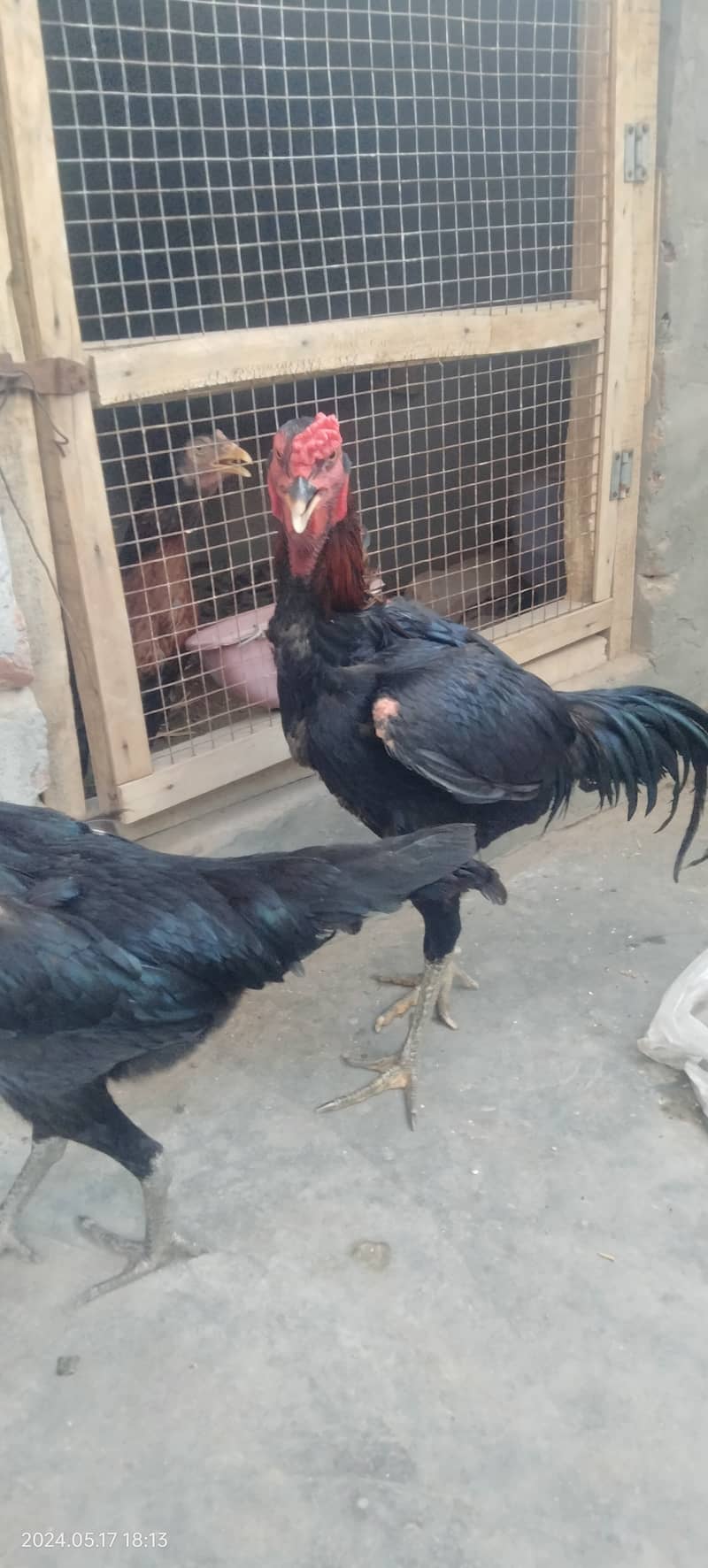 Black Shamo Chicks Age 2 Month for sale per piece 5 Hazar ka 7