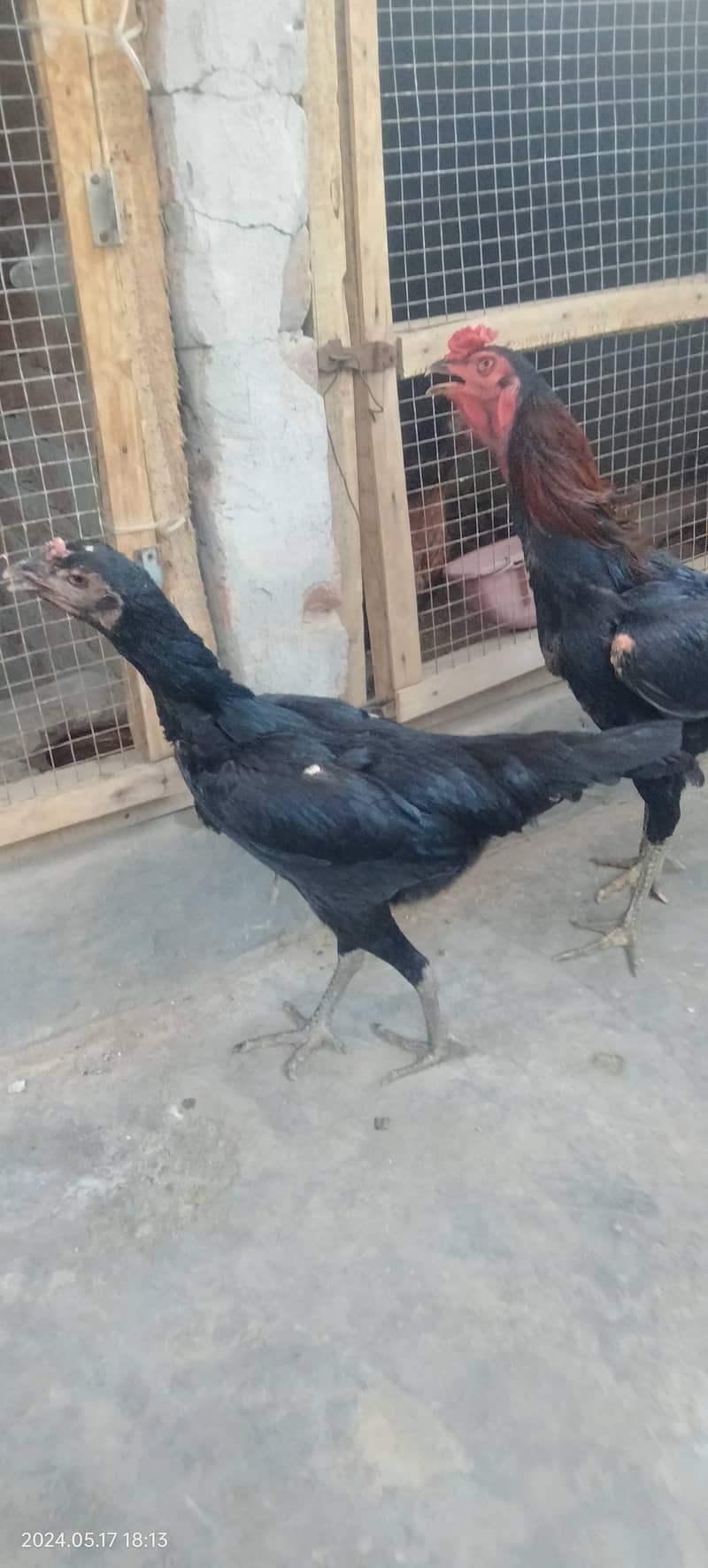 Black Shamo Chicks Age 2 Month for sale per piece 5 Hazar ka 8