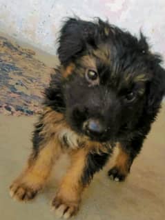 German Shepherd puppies / german puppy / puppies for sale