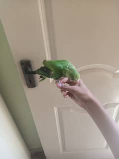 Green parrot baby
