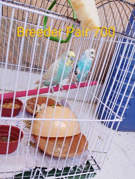 budgie parrots for sell 1