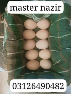 Thai aseel and shamo cross eggs for sale