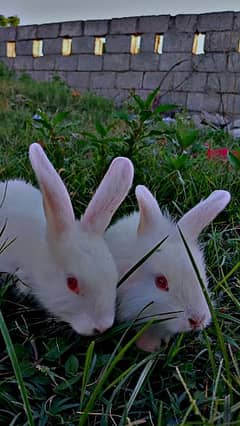 angora rabbit pair for sale