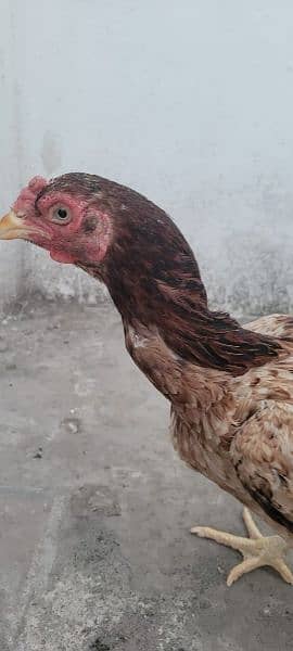 pure mianwali aseel eggs available 1