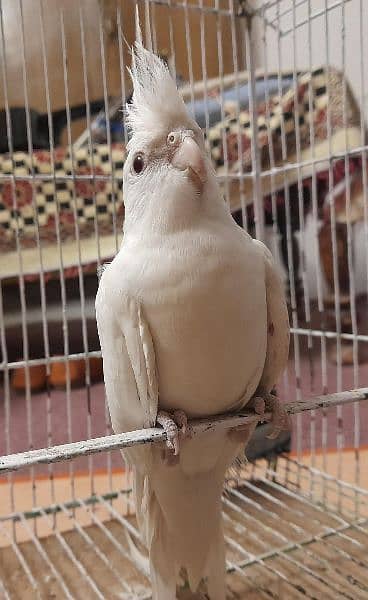 Eno white red eye cocktail parrot for sale 0