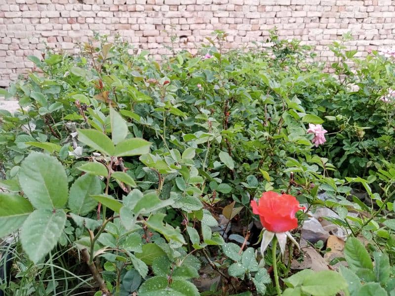 Rose plants for sell 1