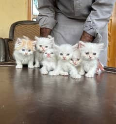6 Kittens with 4 Adult Cats