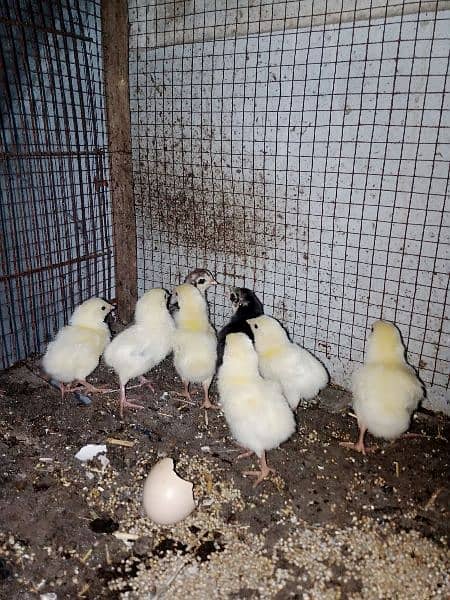 chicks for sale 2