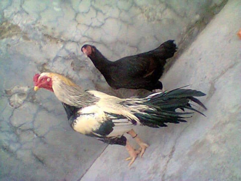 chicks for sale 4