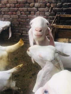 bakra for sale contact number 03421639249