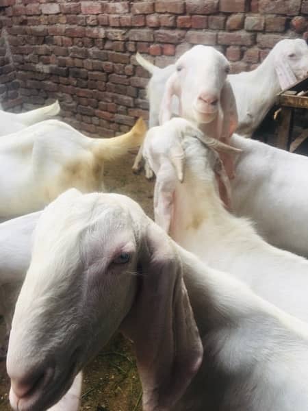 bakra for sale contact number 03421639249 1