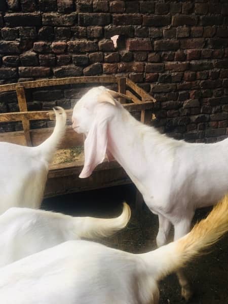 bakra for sale contact number 03421639249 2