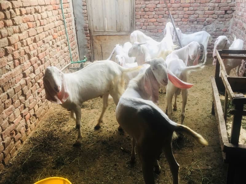 bakra for sale contact number 03421639249 3