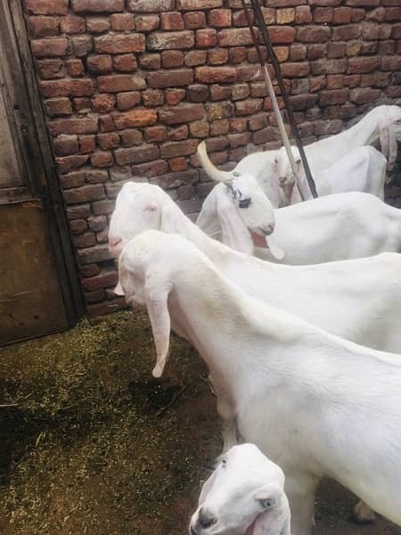 bakra for sale contact number 03421639249 4