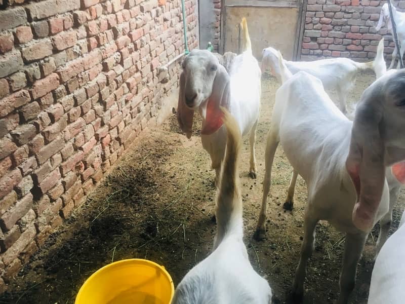 bakra for sale contact number 03421639249 5