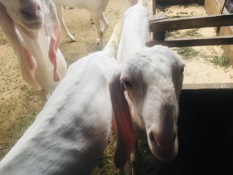 bakra for sale contact number 03421639249 6