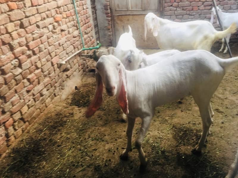 bakra for sale contact number 03421639249 7
