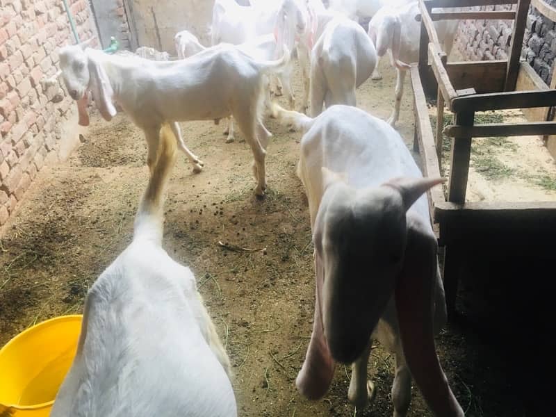 bakra for sale contact number 03421639249 8