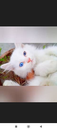 Persian kitten double coat doll face