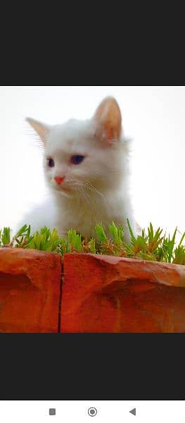 blue eyes Persian kitten double coat doll face 2