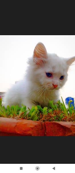 blue eyes Persian kitten double coat doll face 3