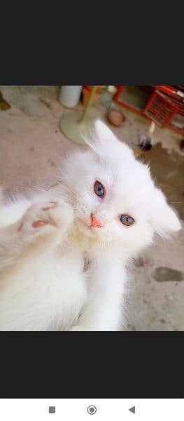 blue eyes Persian kitten double coat doll face 4
