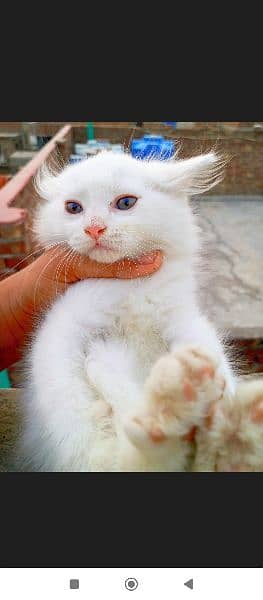 blue eyes Persian kitten double coat doll face 6