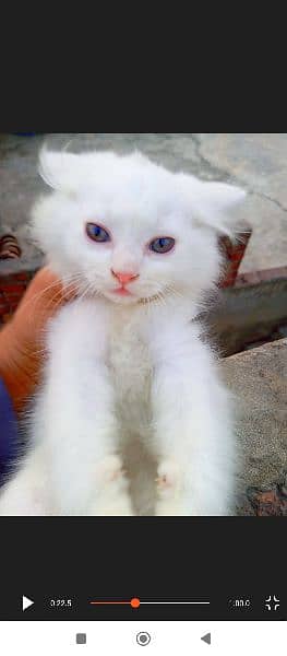 blue eyes Persian kitten double coat doll face 7