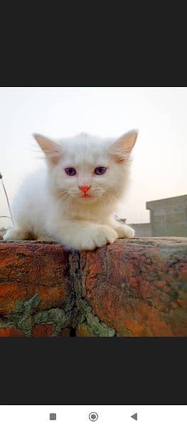 blue eyes Persian kitten double coat doll face 8