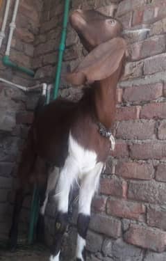 Bakra Sale For Qurbani 2024, Beautiful, Healthy & Heavy Goat