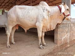 Cows Bachra Available