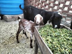feamle goat with male baby