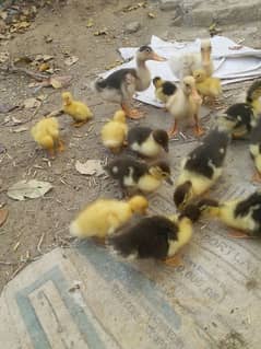 muscovi Duck chicks