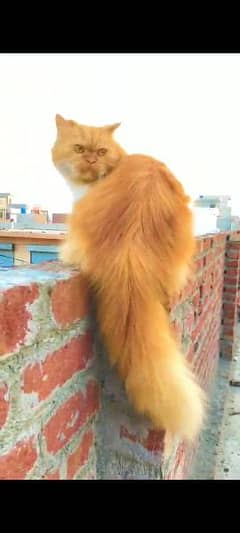 Persian bicolor matted pregnant female cat