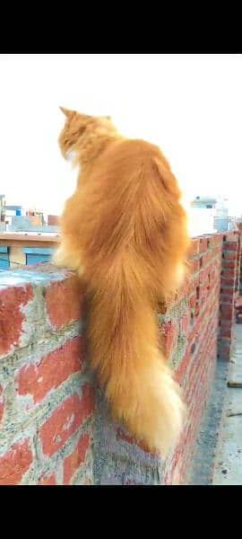 Persian bicolor matted pregnant female cat 1